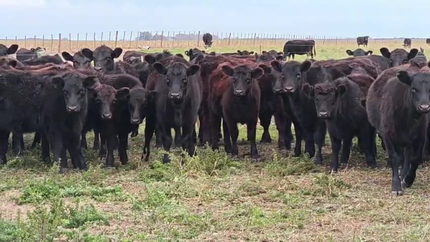 Lote Hembras - Huinca Renancó Cba
