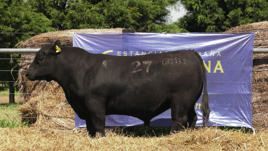 Lote TOROS ANGUS PURO CONTROLADO