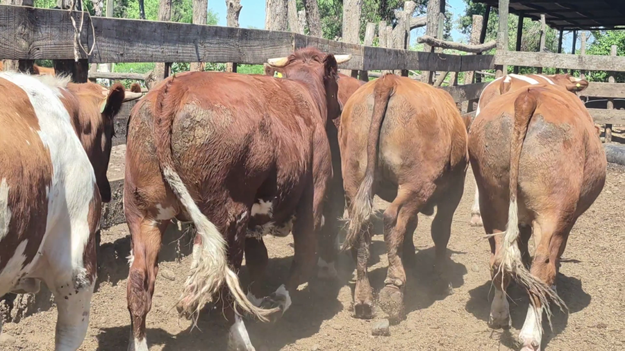 Lote 45 Novillo Gordo en Yerbas Buenas, VII  Región Maule