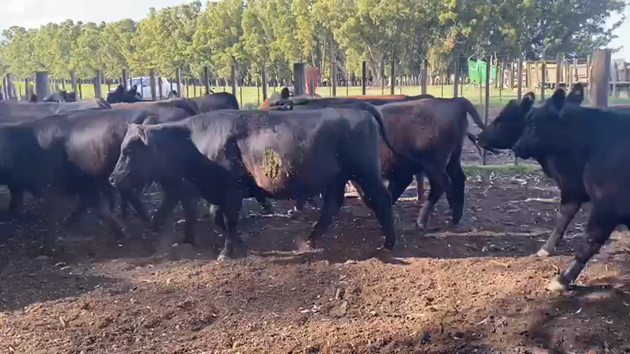 Lote 32 Vaquillonas en A. Gonzales Chaves, Buenos Aires