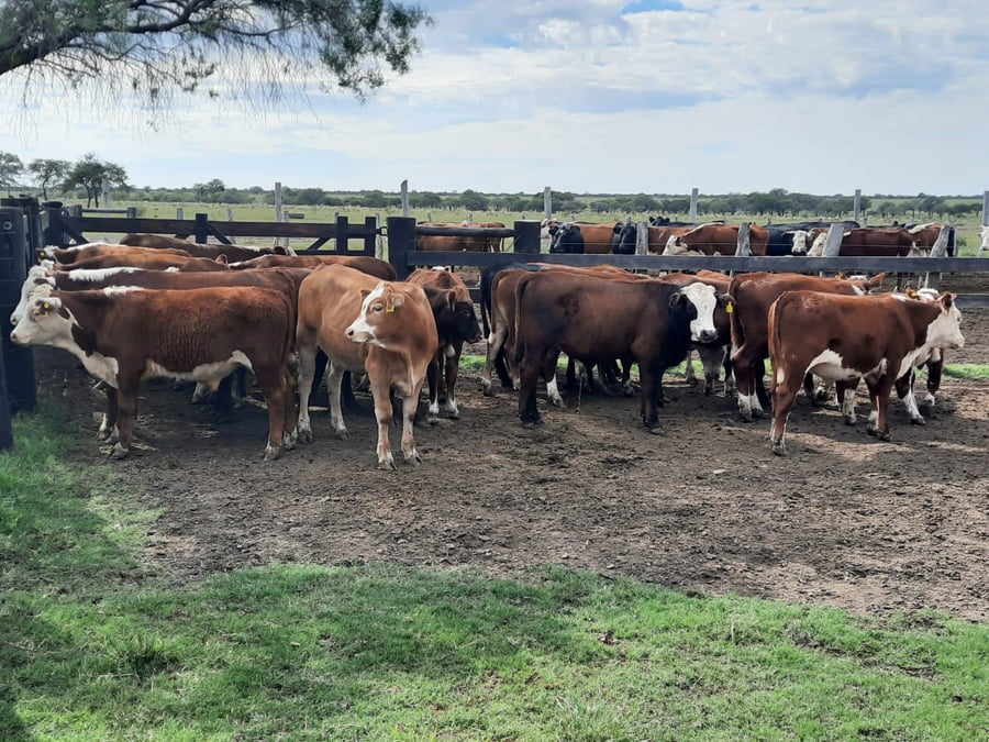Lote SAENZ VALIENTE, BULLRICH Y Cia. S.A.