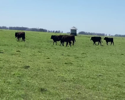 Lote 70 TERNS. HEMBRAS, TANDIL, PCIA. DE BS. AS.