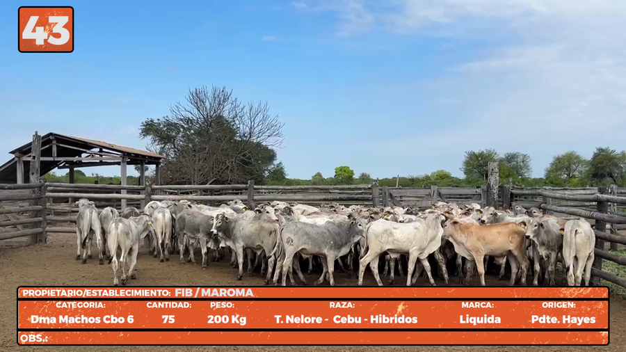Lote LOTE 43