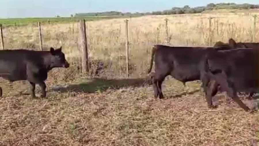 Lote 60 TERNS. MACHOS Y HEMBRAS, DAIREAUX, BS. AS.