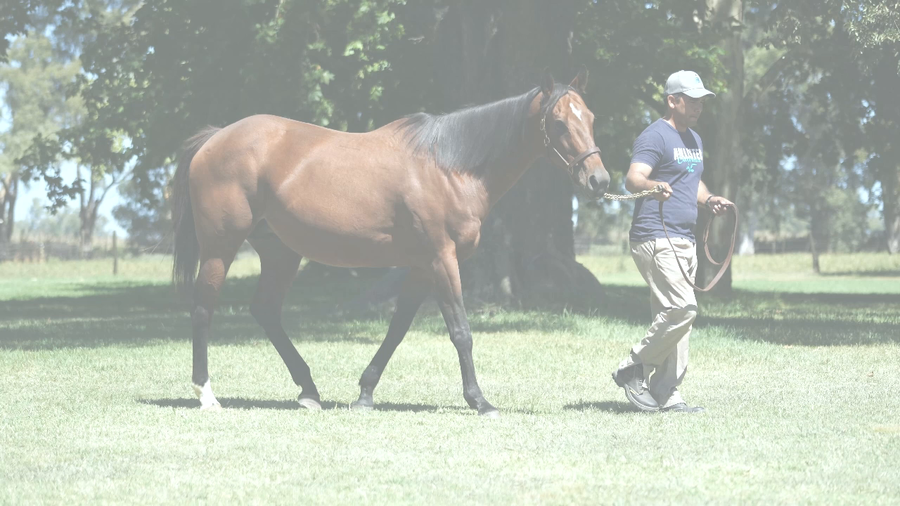 Lote CAPE STORM (NOT FOR SALE -  MARSH CAT) preñez de GIDU