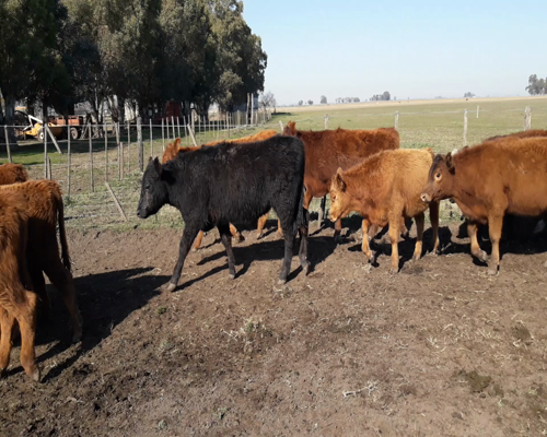 Lote 73 Terneros en Gral. Lamadrid, Buenos Aires