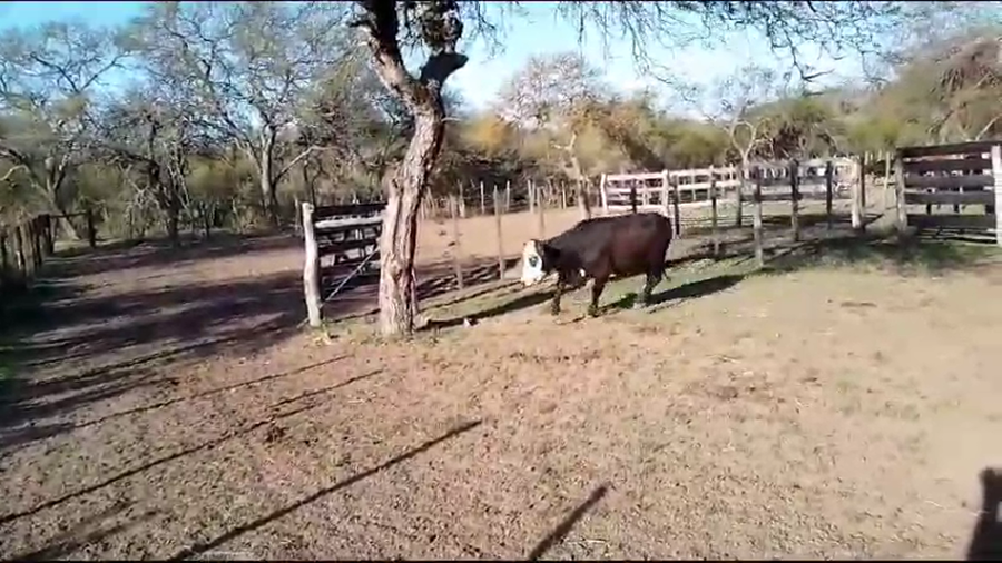 Lote 80 Novillitos y vaquillonas en Maciá, Entre Ríos