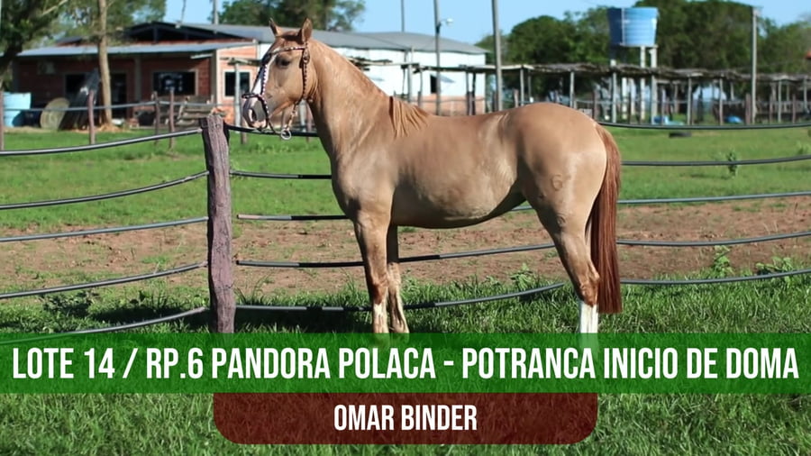 Lote OBK PANDORA POLACA