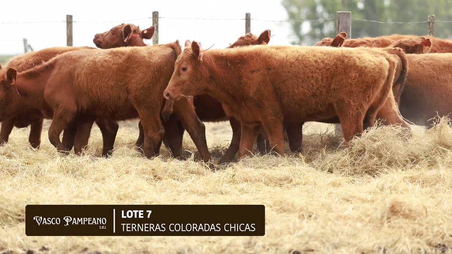 Lote 17 TERNERAS COLORADAS CHICAS