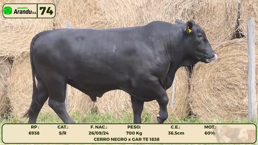 Lote LOTE 74