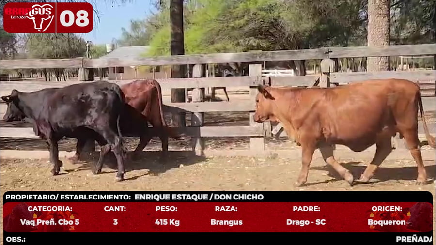 Lote LOTE 8 - EN VIVO