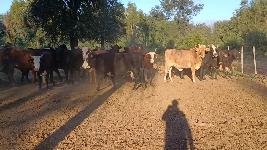 Lote 32 Vaquillas y vacas para invernar