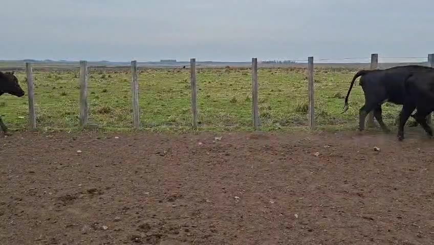 Lote VACAS PREÑADAS