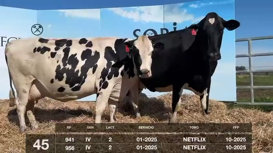 Lote VACAS Y VAQUILLONAS PRÓXIMAS