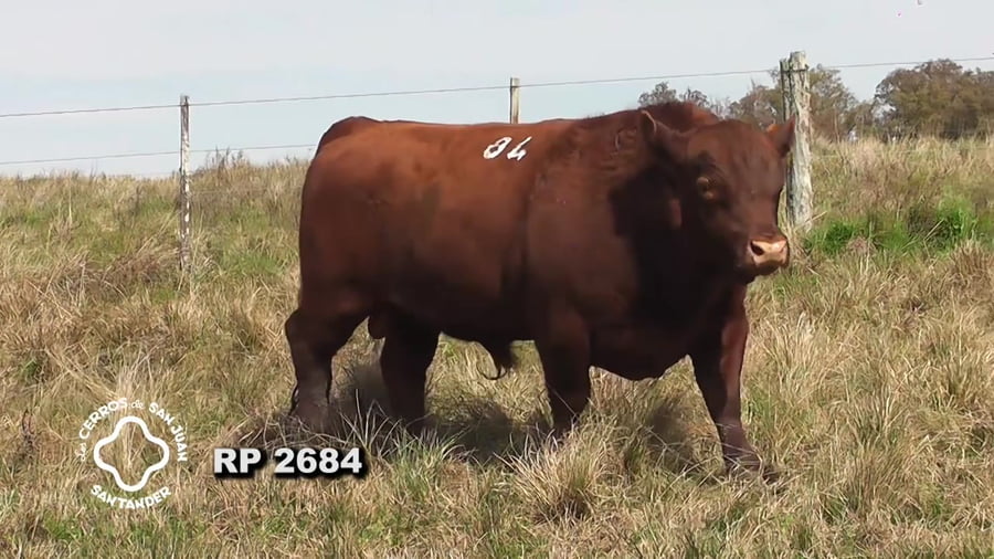 Lote Toro Red Angus SA de 3 años
