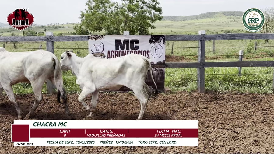 Lote VAQUILLAS PREÑADAS