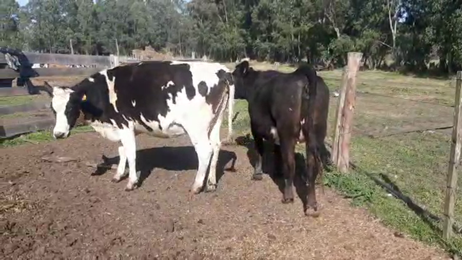 Lote (Vendido)2 Vaquillonas 1 a 2 años HOLANDO a remate en PANTALLA CAMY - SAN JOSE  1500 VACUNOS 450kg - , San José