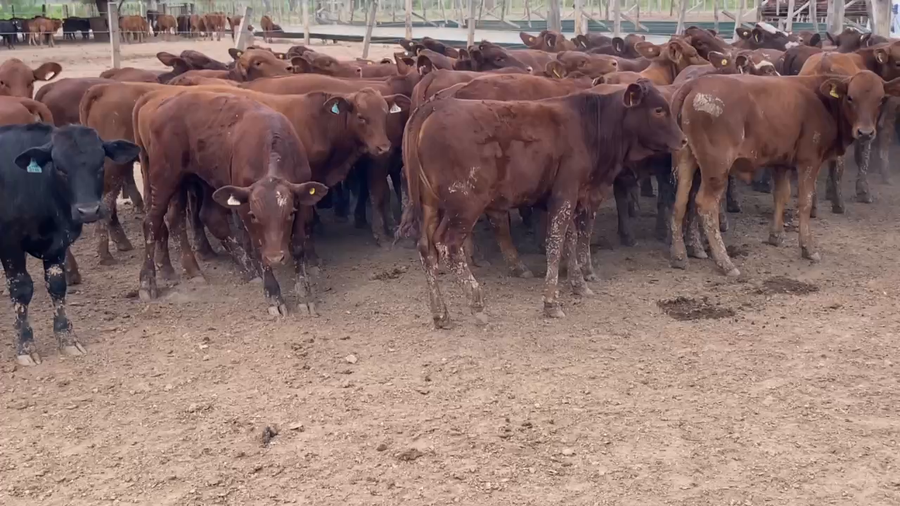 Lote 150 Terneros/as en Laguna Yema, Formosa