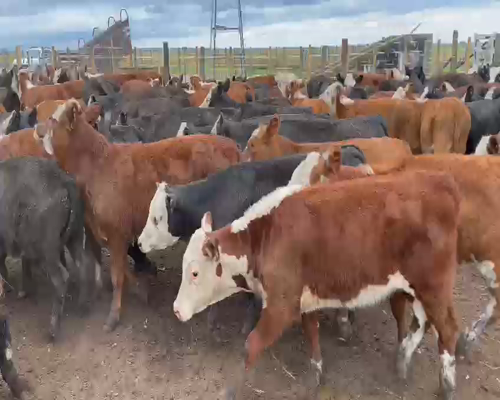 Lote 70 TERNEROS/AS, 180KG, OLAVARRIA, HEREFORD Y CARETA