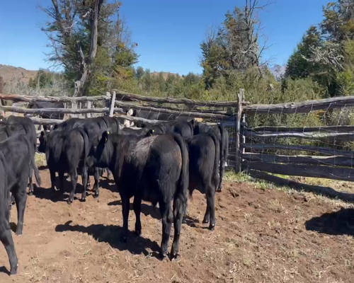 Lote 25 Ternero en Coyhaique, XI Región Aysén