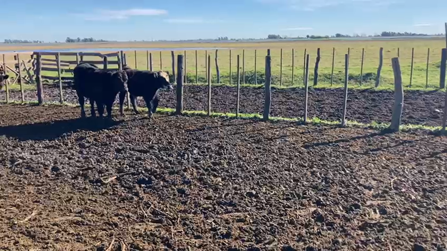 Lote 43 Terneros/as