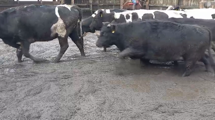 Lote 20 Vaquilla Gorda en Cabrero, VIII Región Biobío