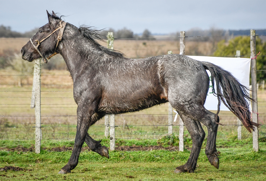 Lote GURI LA FLECHILLA