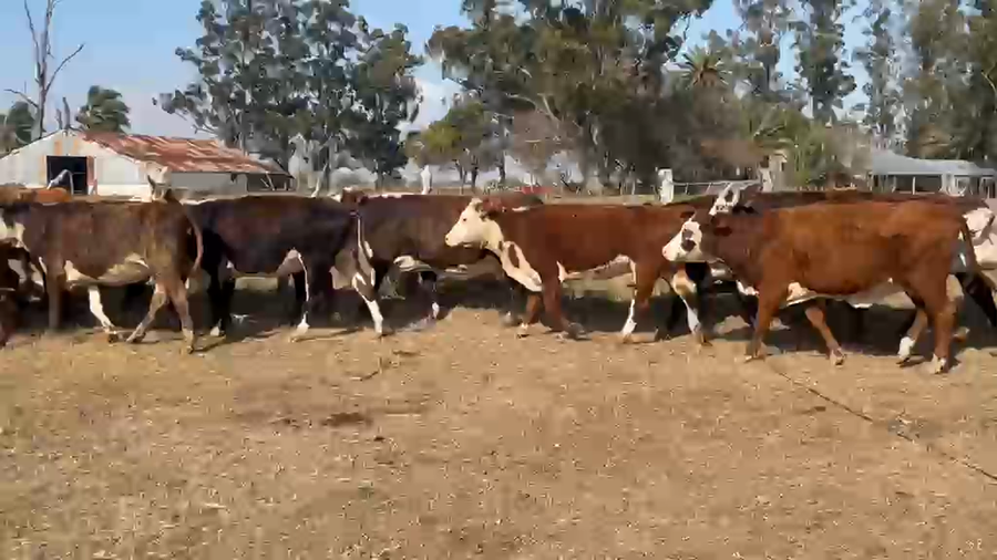 Lote 63 Vacas CUT preñadas en Corrientes, Paso de Los Libres