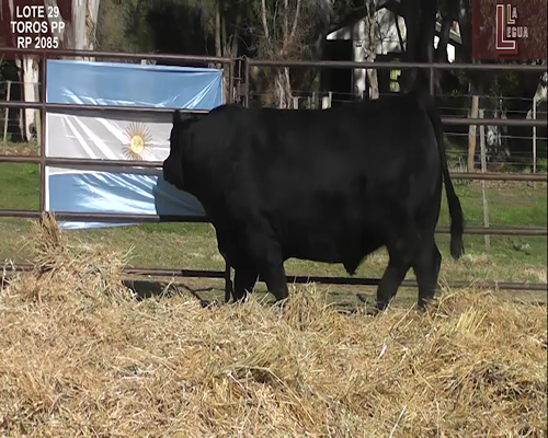 Lote TOROS  A. ANGUS PUROS DE PEDIGREE