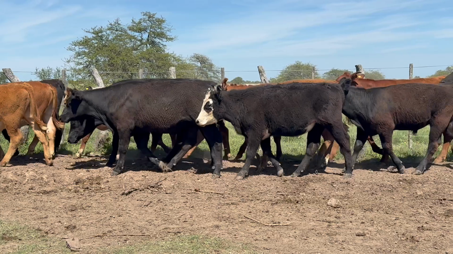 Lote 63 Terneros en Corrientes, Mercedes