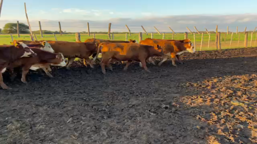 Lote 80 Terneras Braford en Hipatía, Santa Fe