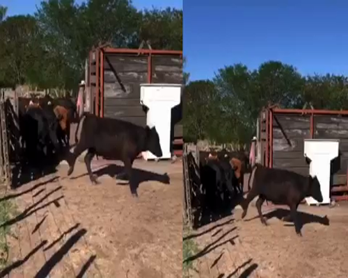 Lote 28 Novillitos y vaquillonas en San Andrés de Giles, Buenos Aires