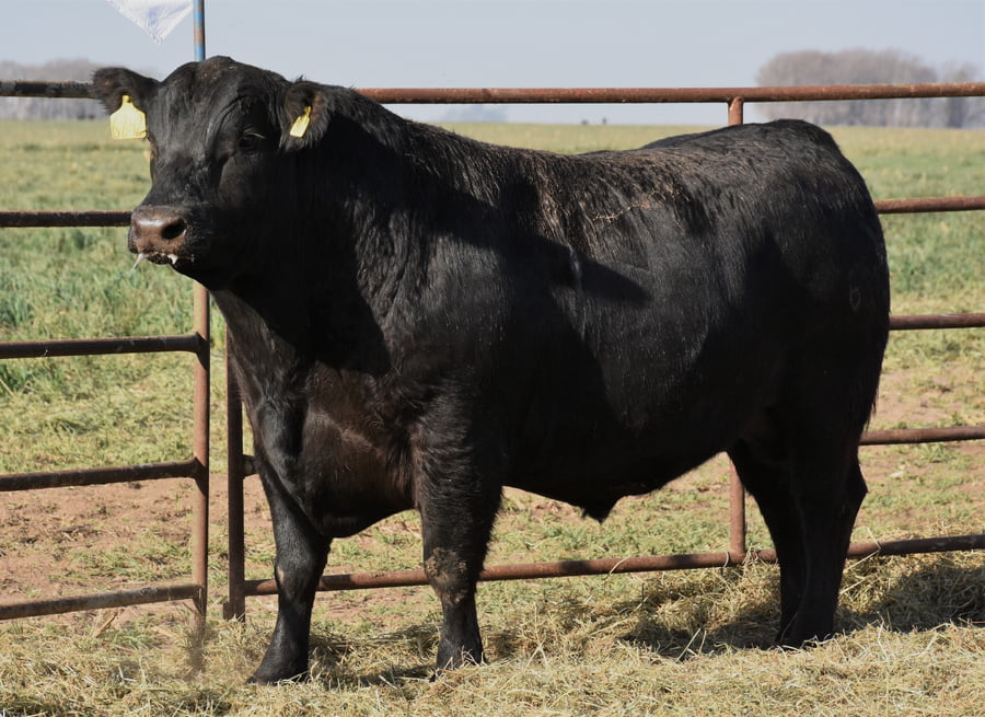 Lote TOROS (Corral 12)