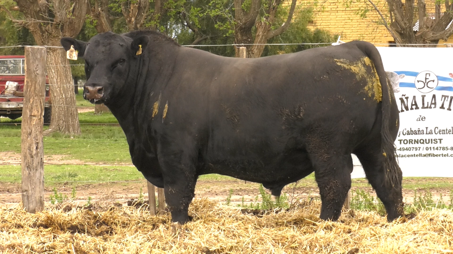 Lote MACHOS ANGUS PUROS DE PEDIGREE