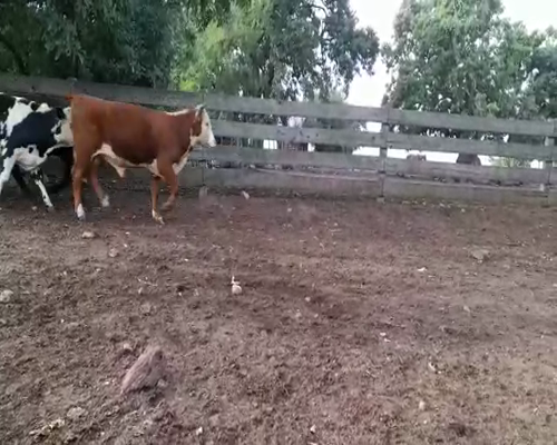 Lote (Vendido)10 Terneros HER-NOR-CRUZA a remate en Entre Martillos 292kg -  en CARRETA QUEMADA