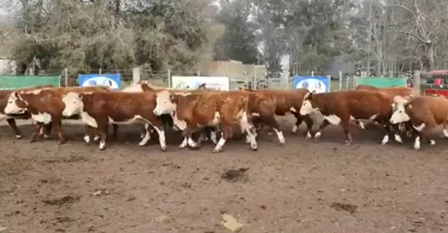 Lote 14 Vaquillonas en Tandil, Buenos Aires