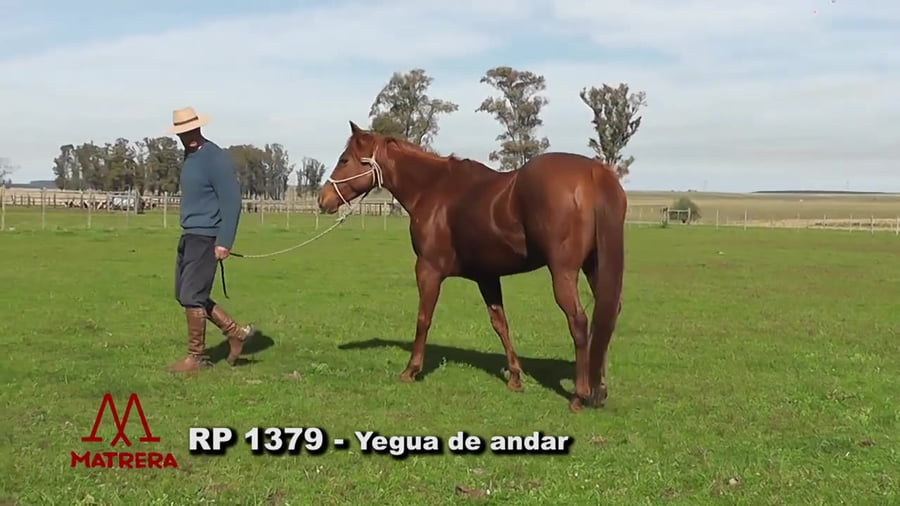 Lote Yegua de andar