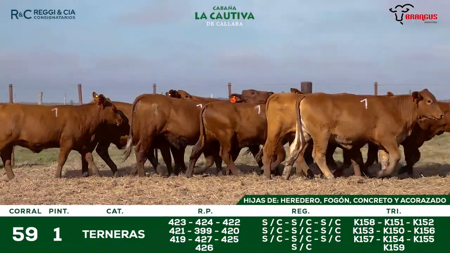 Lote TERNERAS BRANGUS   SEÑAL 25  Cabaña La Cautiva