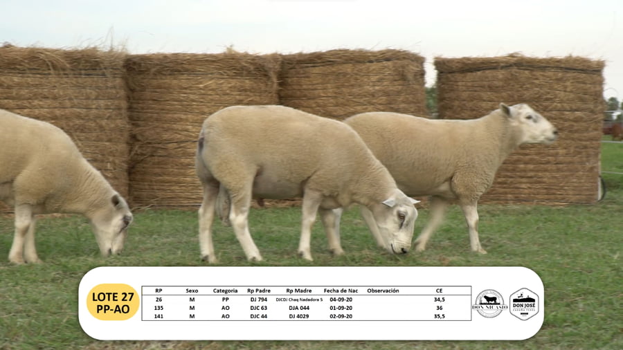 Lote Lote 27- PP- AO