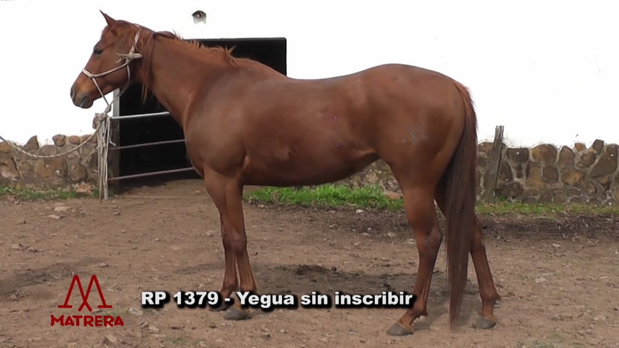 Lote 1379