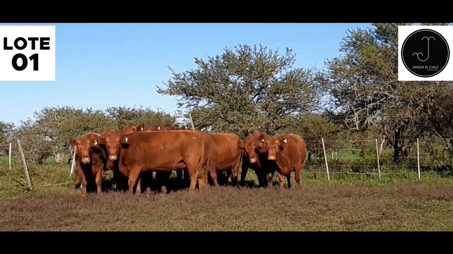 Lote Lote 1 - EL CALÁ: VACAS PC 3/4 años