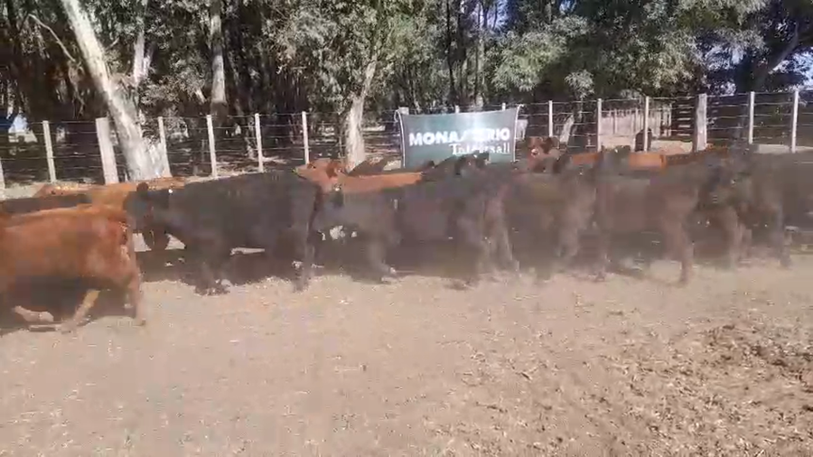 Lote 41 Terneros/as