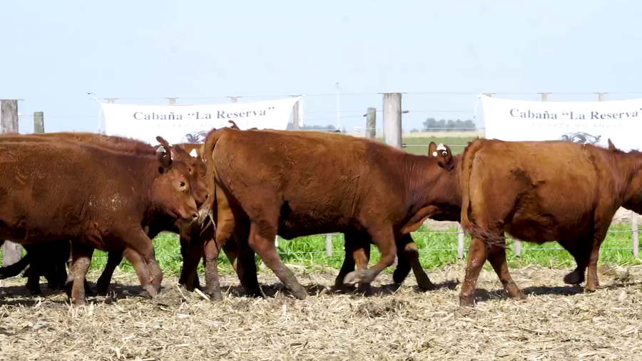 Lote Vaquillonas MAS