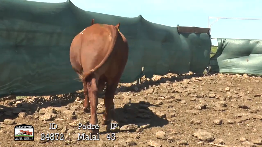 Lote 3 Toros a remate en Cabaña La Empastada, Artigas