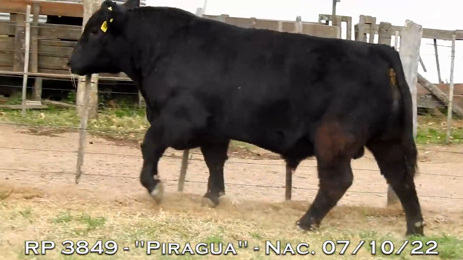 Lote TOROS PUROS DE PEDIGREE
