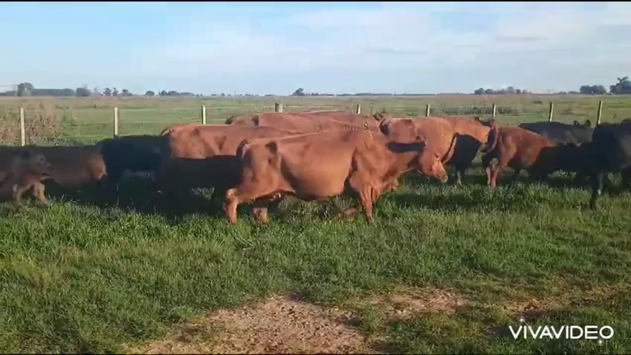 Lote Vacas G/P paridas