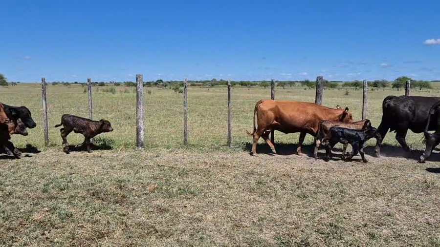 Lote 46 Vacas C/ cria en Corrientes, Curuzú-Cuatiá