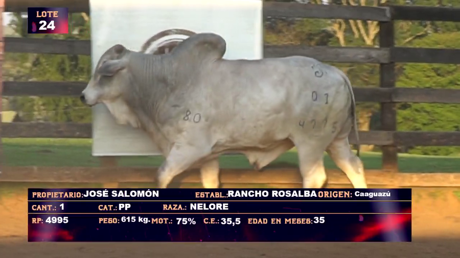 Lote JOSE SALOMON- LOTE 24