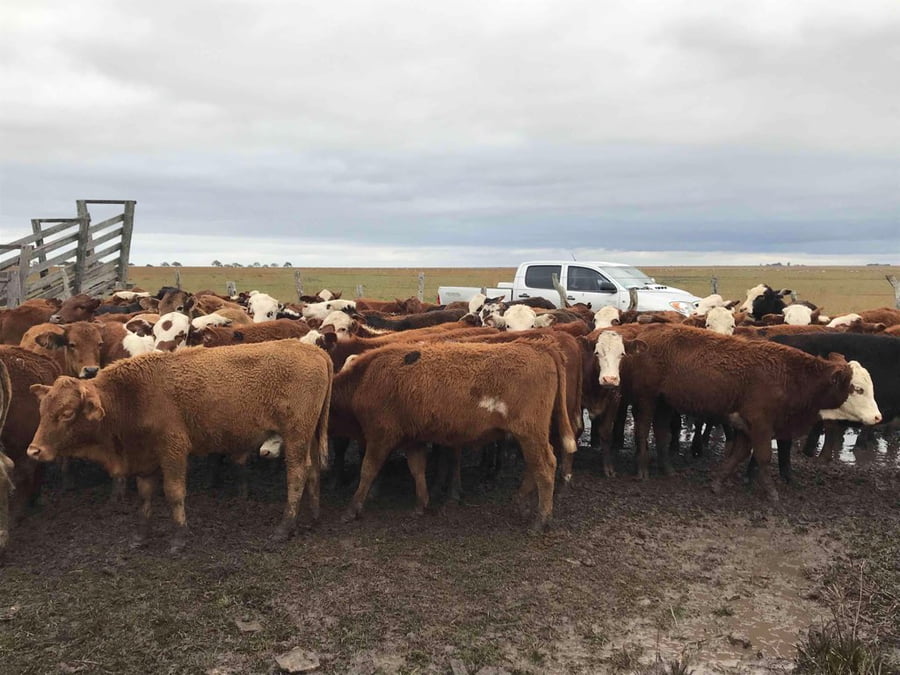 Lote 62 Novillitos en Mercedes, Corrientes