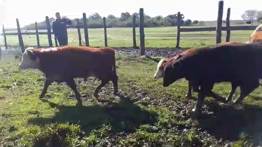 Lote 55 Terneras Braford en Calchaquí, Santa Fe